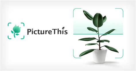 植物查詢|PictureThis App